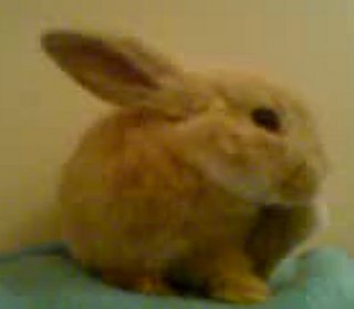 Bunny Cleaning Her Ears